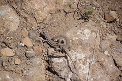 Pedioplanis burchelli