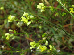 Biscutella valentina