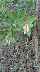 Magnoliopsida