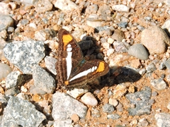 Adelpha iphicleola