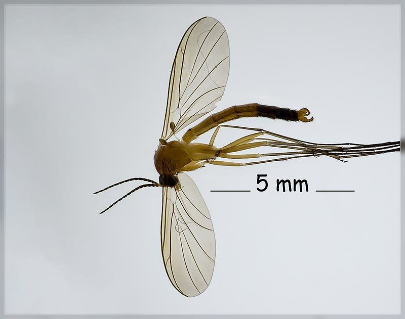 Pyrtaula