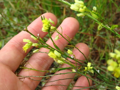 Biscutella valentina