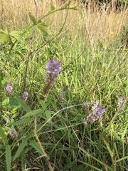 Orbexilum pedunculatum