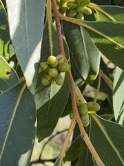 Eucalyptus kitsoniana