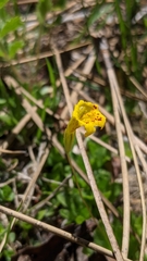 Erythranthe primuloides