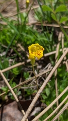 Erythranthe primuloides