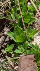 Erythranthe primuloides