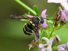 Loyolanthidium