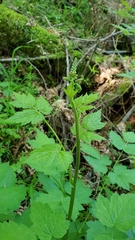 Actaea elata