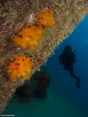 Stolonica socialis
