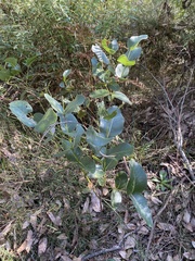 Eucalyptus kitsoniana
