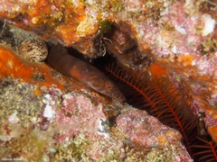 Lepadogaster candolii