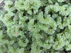 Hymenophyton flabellatum