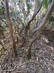 Eucalyptus kitsoniana