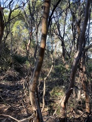 Eucalyptus kitsoniana