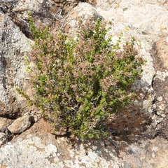 Thymus hyemalis