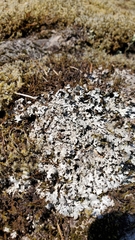 Xanthoparmelia coloradoensis