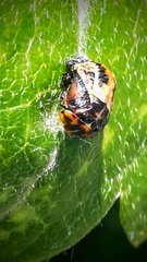 Coccinella