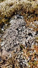 Xanthoparmelia coloradoensis