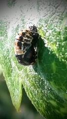 Coccinella
