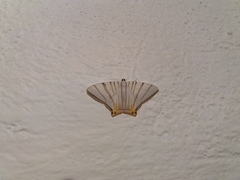 Phrygionis platinata