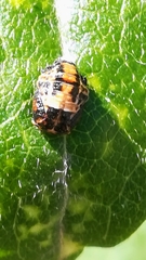 Coccinella