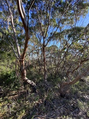 Eucalyptus kitsoniana