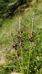 Carex rossii