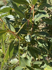 Eucalyptus kitsoniana