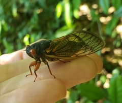 Magicicada septendecula