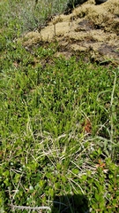 Carex rossii