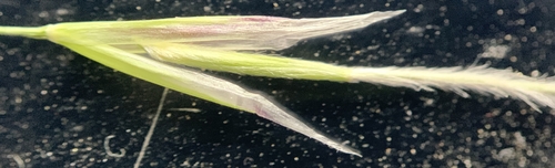 Image of Thurber's Needlegrass (Eriocoma thurberiana) by (c) mark-groeneveld, some rights reserved (CC BY)