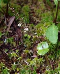 Neottia smallii