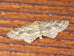 Poecilasthena scoliota