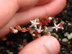 Sedum anglicum