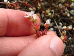 Sedum anglicum