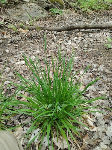 Image of Carex leptonervia by no rights reserved