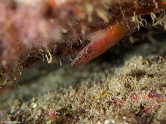 Lepadogaster candolii