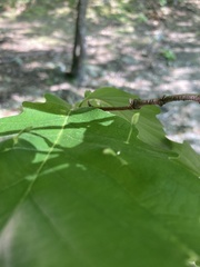 Andricus chinquapin