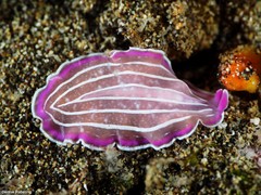 Prostheceraeus roseus