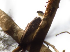 Pseudastur occidentalis