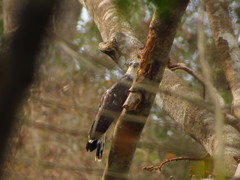 Pseudastur occidentalis