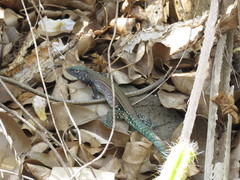 Cnemidophorus vanzoi