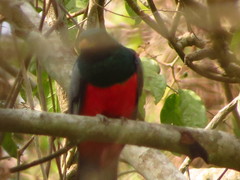 Trogon mesurus