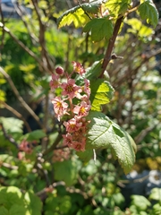 Ribes laxiflorum