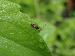 Miccolamia cleroides