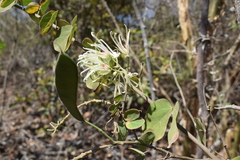 Bauhinia subrotundifolia