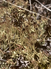 Cladonia cornuta