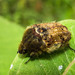 Bumble Flower Beetle - Photo (c) Jason King, some rights reserved (CC BY-NC), uploaded by Jason King