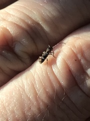 Psenocerus supernotatus